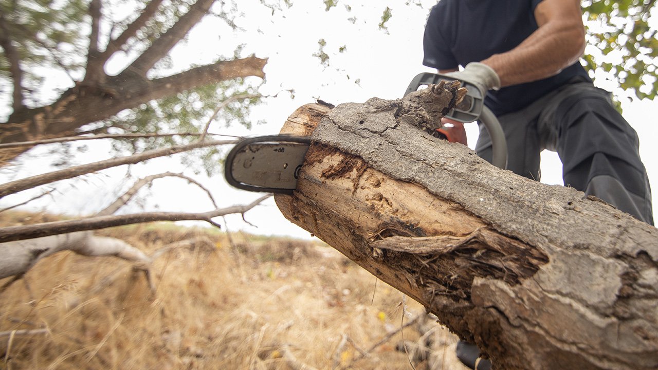 Stump Grinding