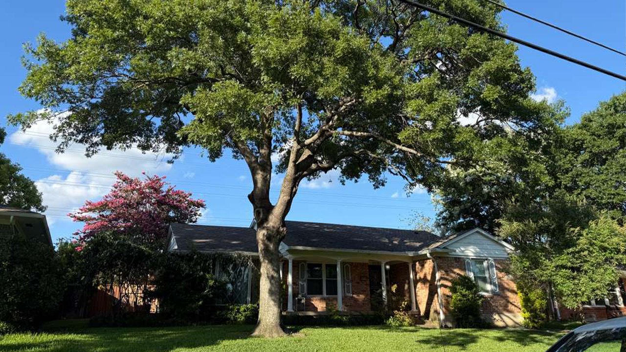 Tree Pruning & Trimming